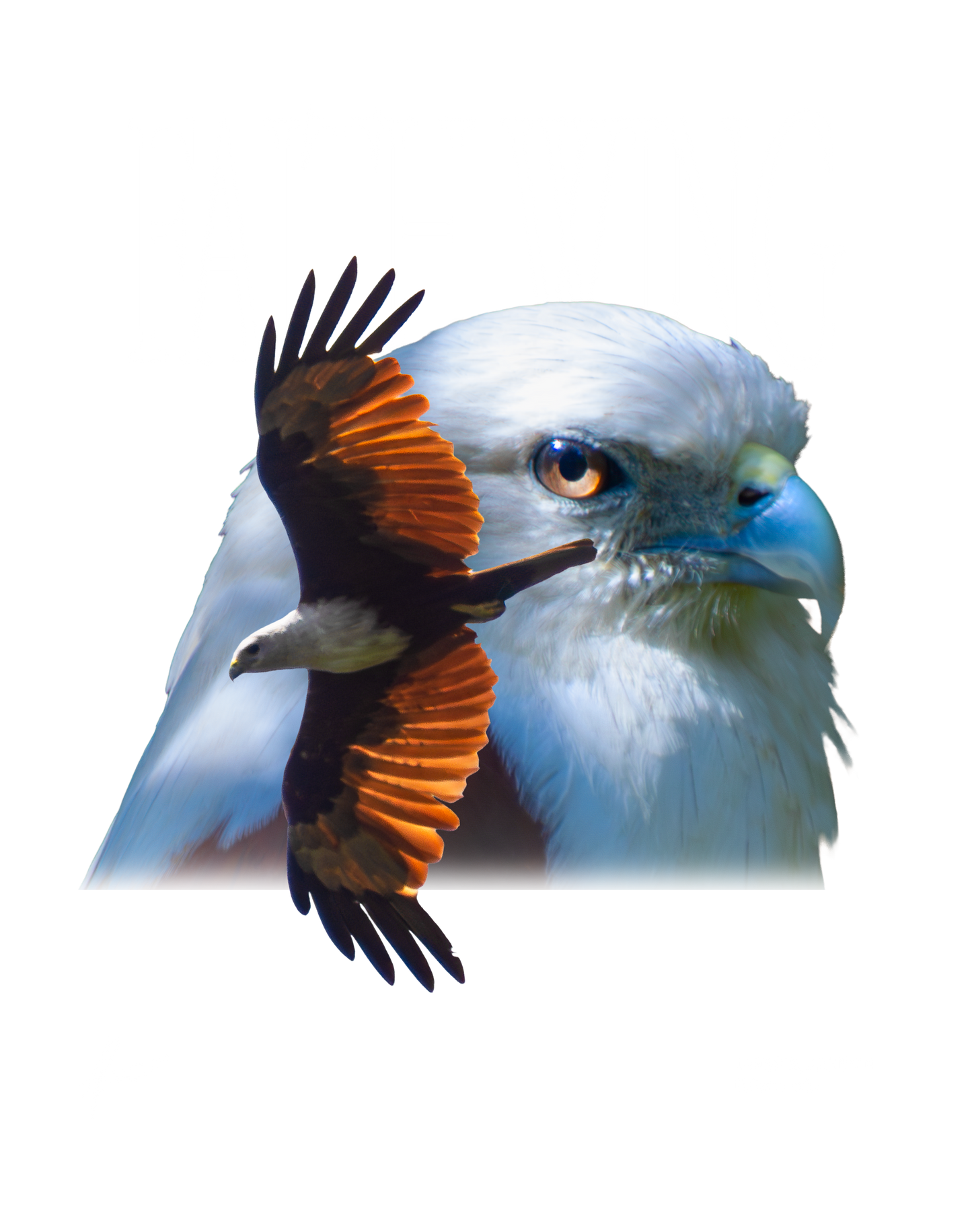 Faith Wing